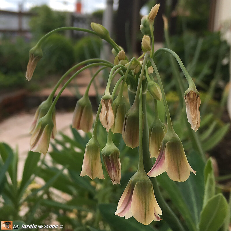 Allium-Nectaroscordum-siculum-4