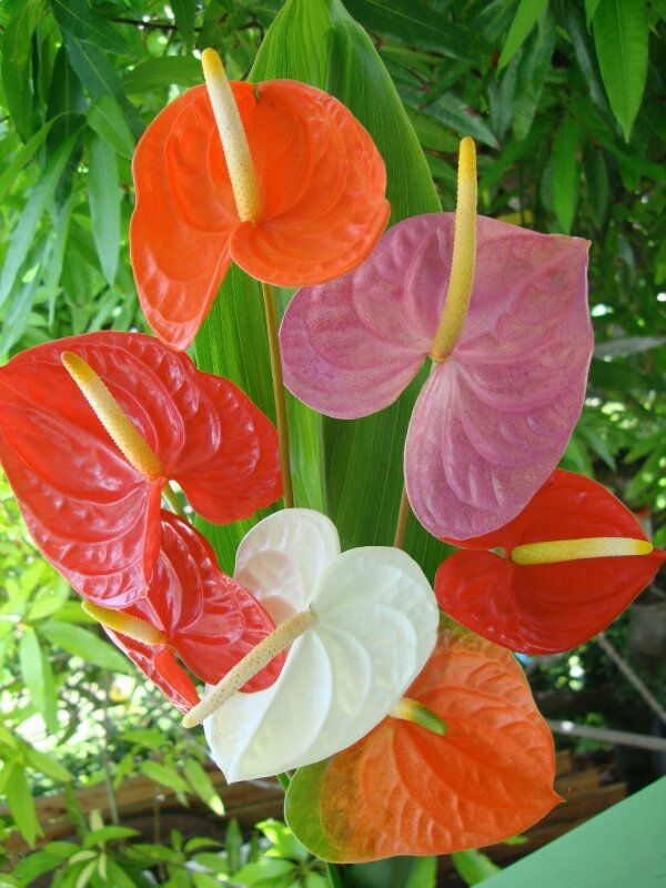 Anthuriums En Bouquet Photo De Le Règne Des Fleurs Le Carnet Dilya 1822