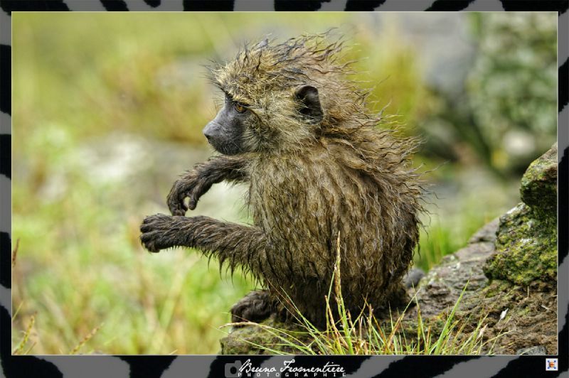 Monkeys 4 mini