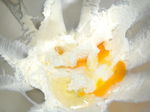 Cake_au_gingembre_confit_003