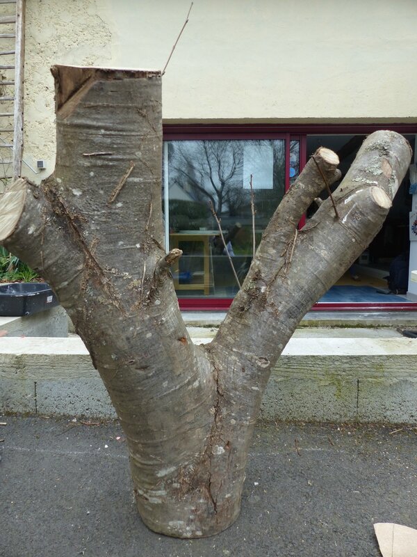 Un cerisier