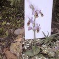 Mes orchidées 2