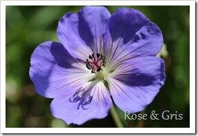 IMG_3953