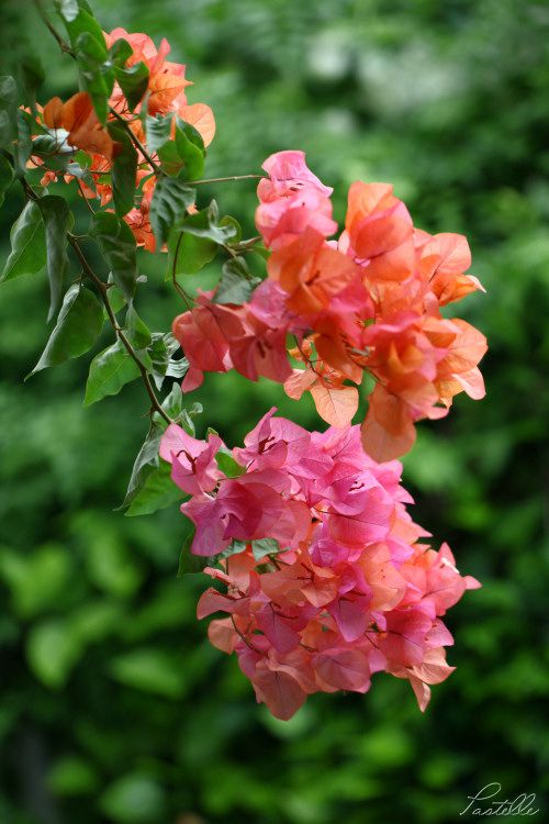 Bougainvillier_IMG_6280