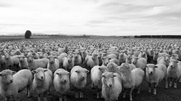 exploitation-moutons-600x337