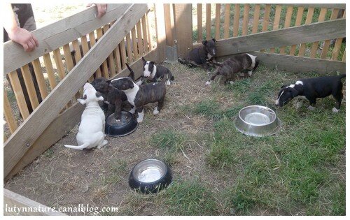chiot parc