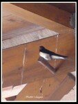 01_hirondelle_toilettes_du_cap_ferret