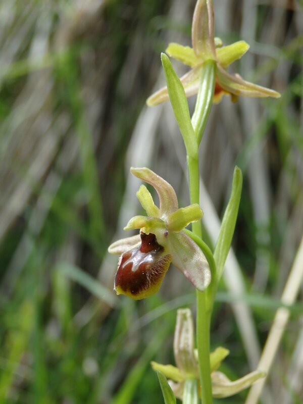 ophrys obscura (4)