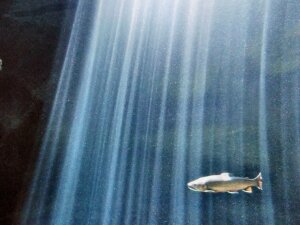 Grand Aquarium de Touraine (3)