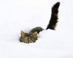 Chat dans la neige 1