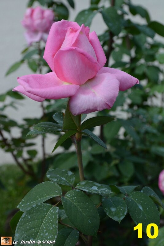 10-Concours international de roses d'Orléans 2016