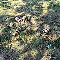 Tapis de 30 cèpes noirs en bordure de prairie sous un chêne...