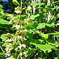 epipactis-h-83