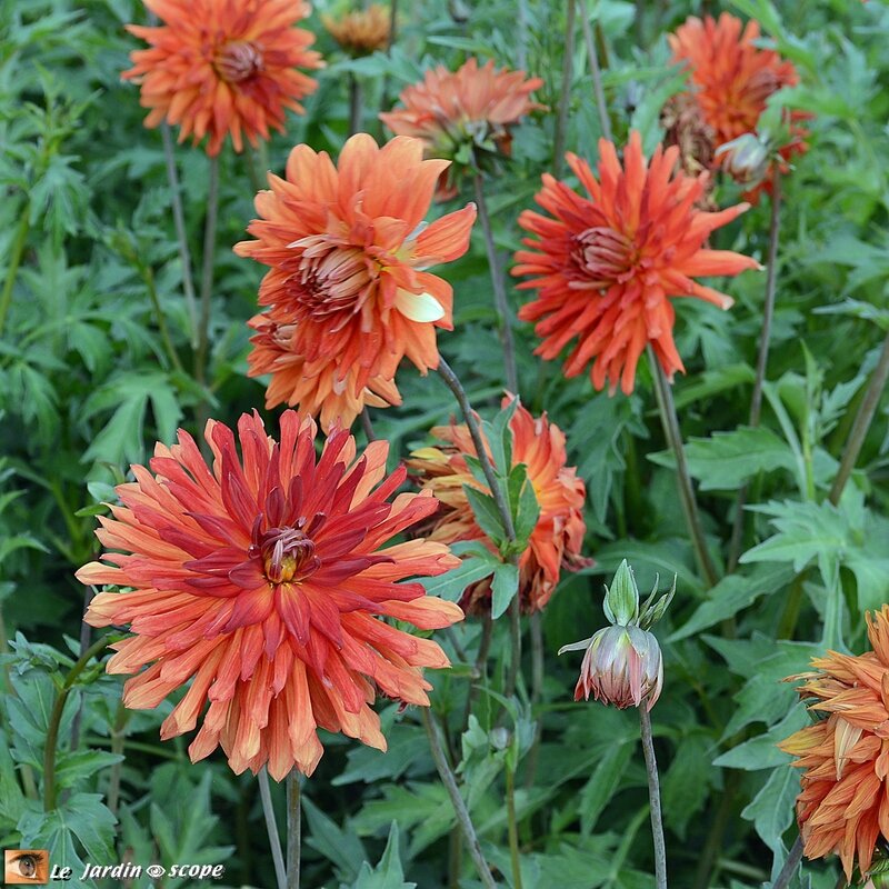 Jury-Dahlias-Label-Rouge_5630
