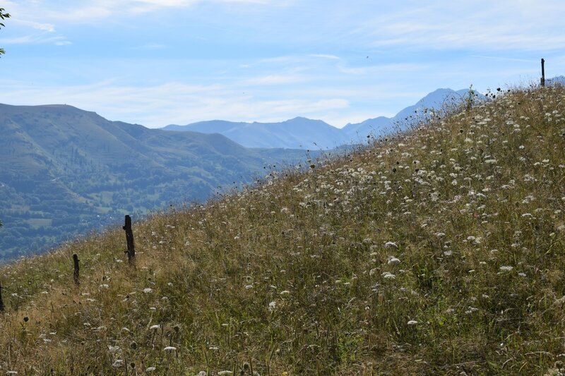 DSC_0248 (2)