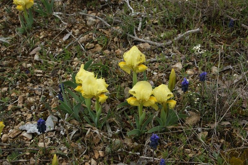 Le Var Fleurs Sauvages Nature Faune Flore Regions