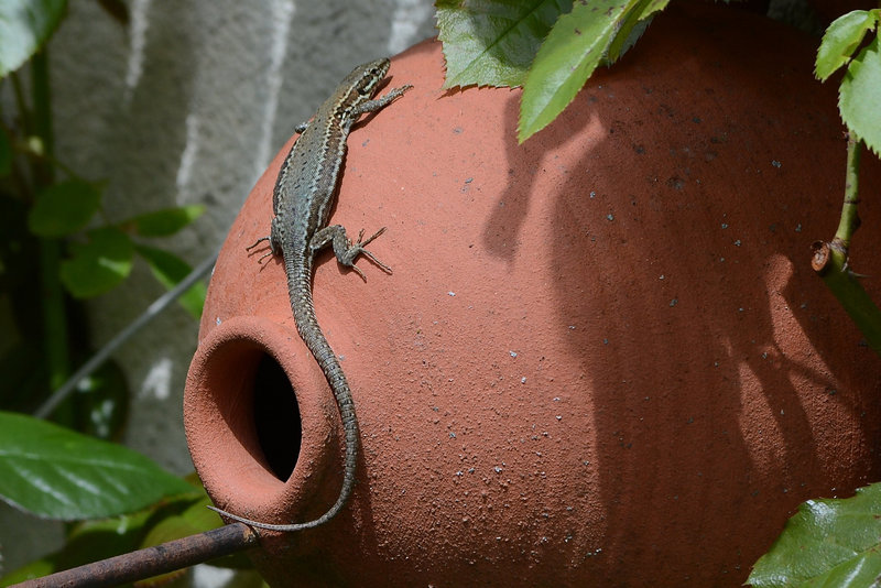 Lézard nid en terre
