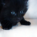 [grif' en fête] journée internationale du chat noir! pensez-y!! adoptez un coeur dans une robe noire!!!