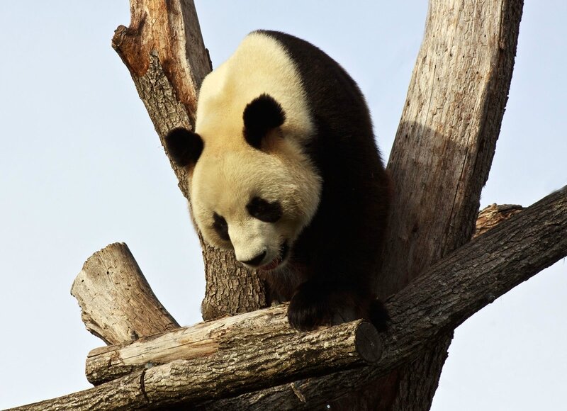 104-Panda Geant