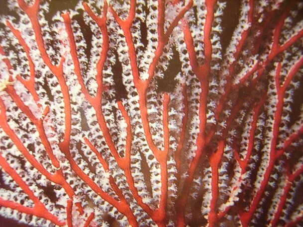 Corail 1