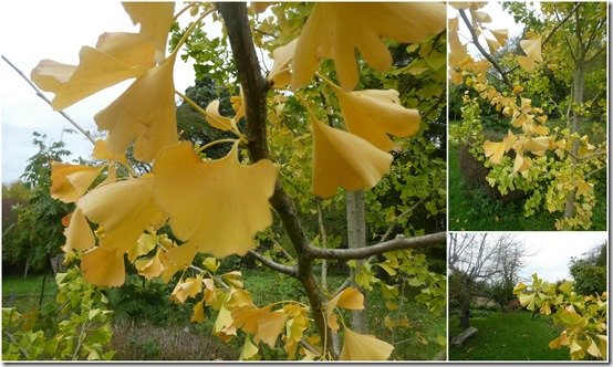 jardin 8 novembre 20222