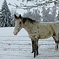 cheval dans la neige