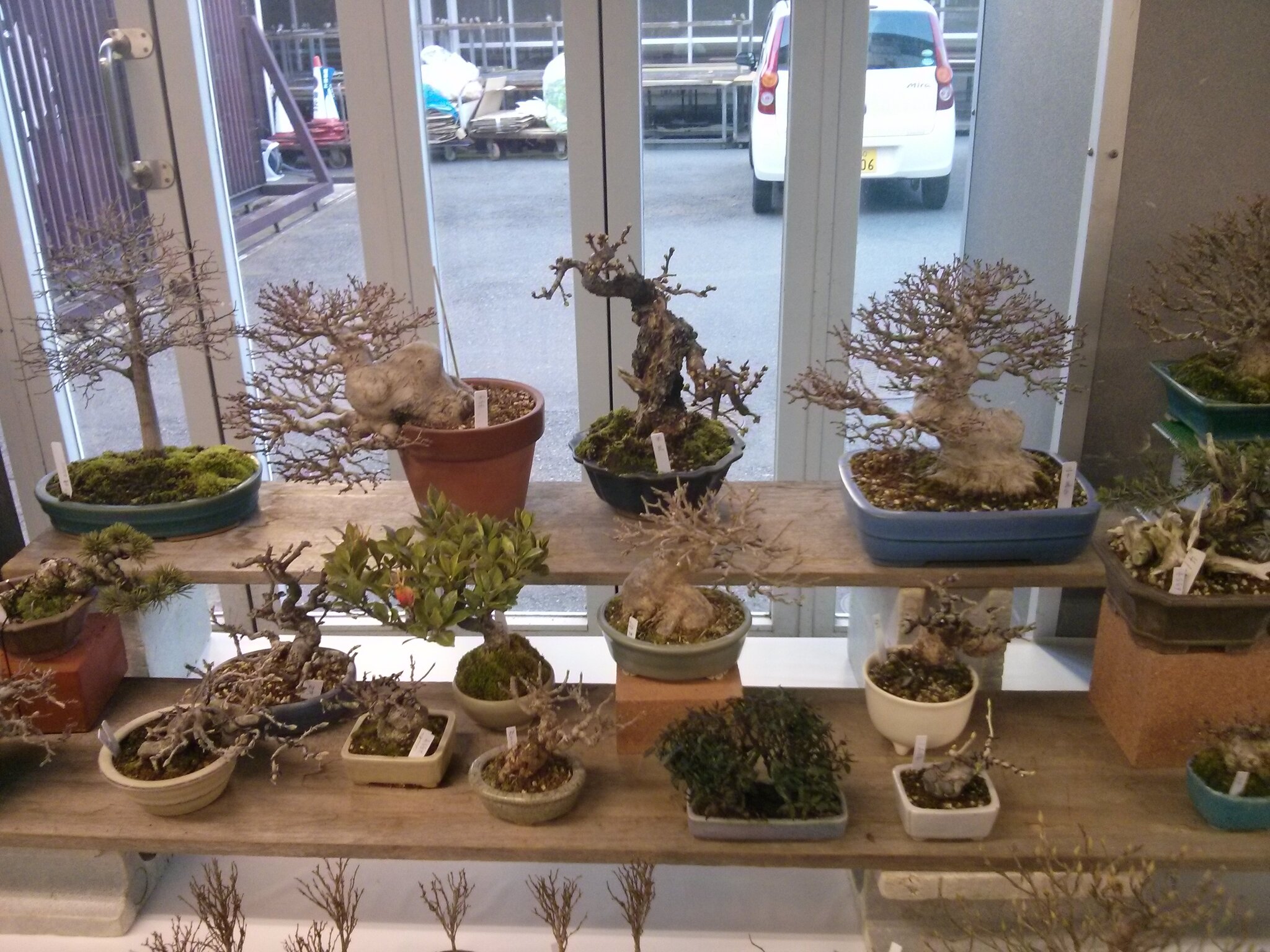 Visite du green club bonsaï de Ueno mes bonsaïs à la Réunion
