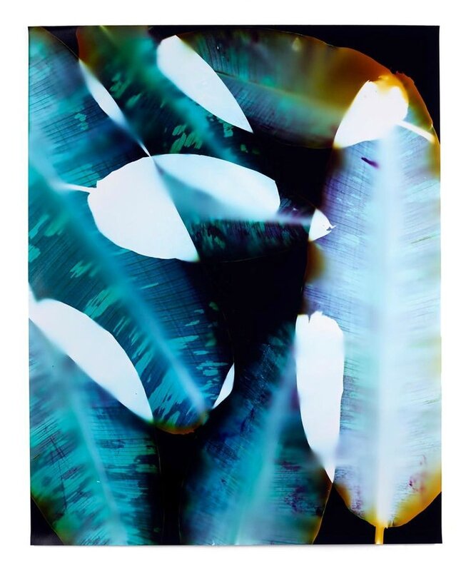 Klea McKenna How Forests Think #1 2014 Chromogenic photogram 40 x 32 inches (101