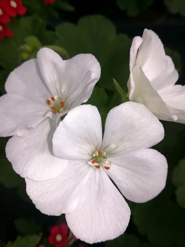 21 pelargonium