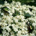 scarabées dorés sur fleurs de sureau