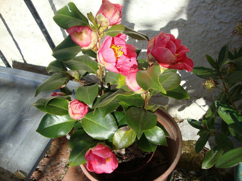 DSC06135