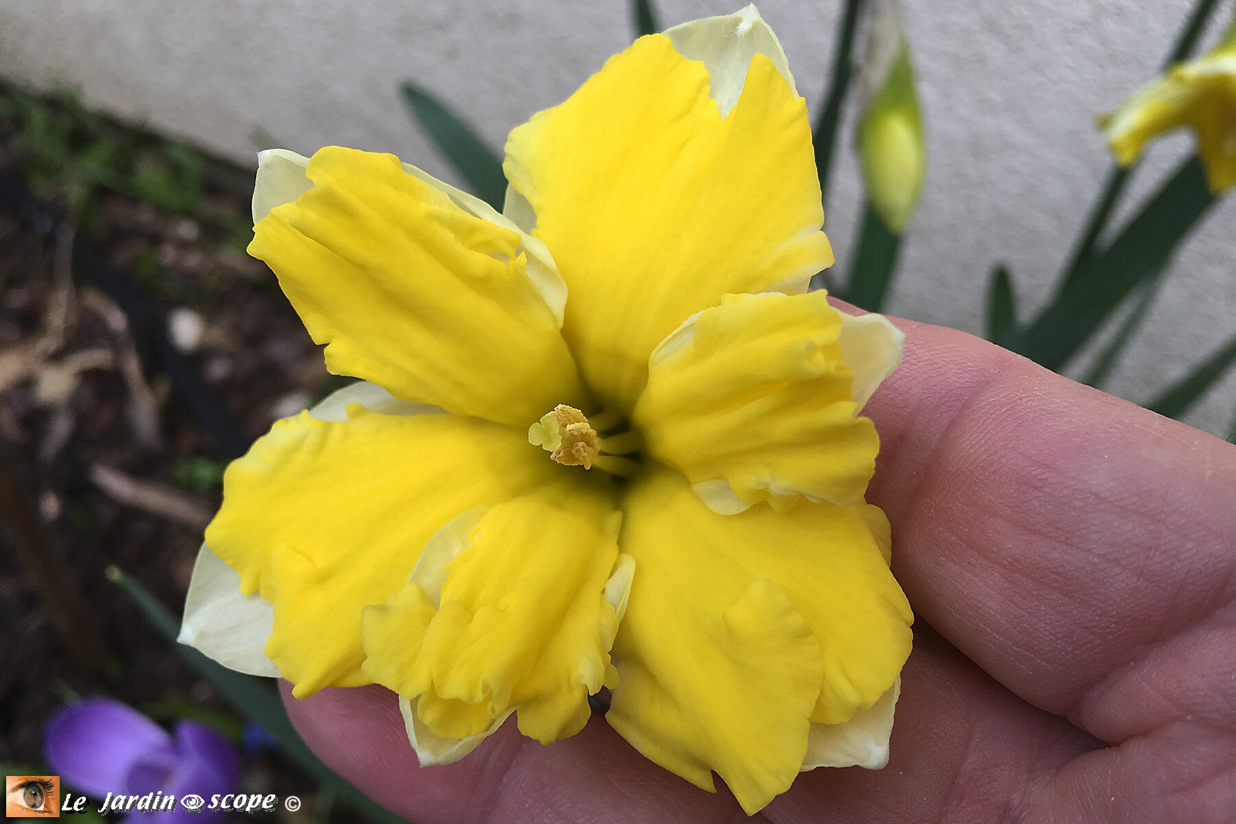 Des narcisses à fleurs doubles très gracieuses... - Le JardinOscope, toute  la flore et la faune de nos parcs et jardins