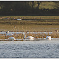 Irlande (3)