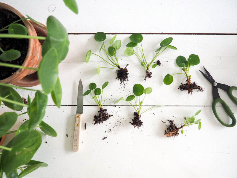 bouturer-bouturage-pilea-7