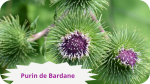 32 BARDANE(3)purin-de-bardane-modified