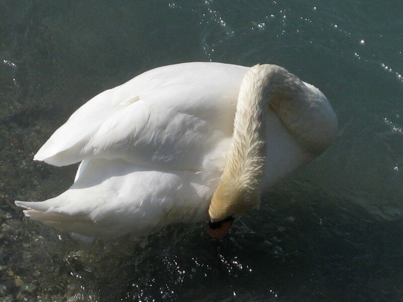 Combien De Temps Un Cygne Couve Ses Oeufs La couvée VI - Megan ou le début d'une aventure