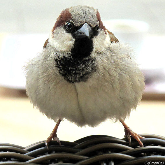rectosparrow