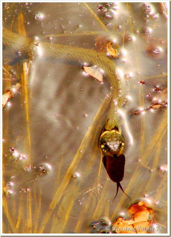 Couleuvre à collier (Natrix natrix) (16)