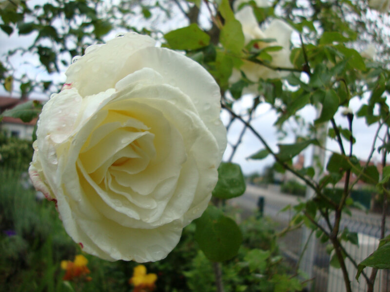 DSC06371