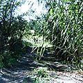 Végétation méditerranéenne Cannes Chemin bord rivière Arc Berre l Etang 
