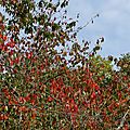 P1070398 - Copie