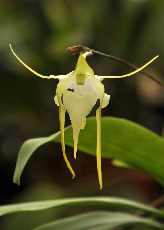 _DSC0148_Aeranthes_grandiflora
