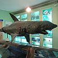 Le musée emmanuel liais à cherbourg (manche) le 29 juillet 2016 (3)