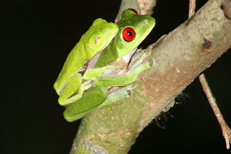 1280px-Red-eyed_tree_frogs_mating