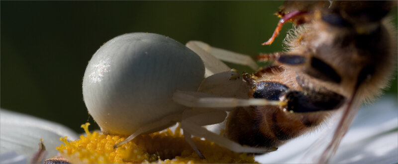 plaine marguerite araign thomise blanche proie 100518 1