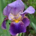 Iris 'Nigth édition'