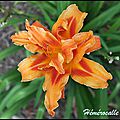 fleur du jardin