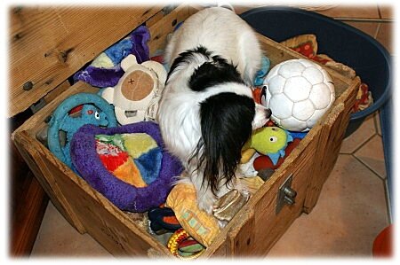 jouet chien (6)