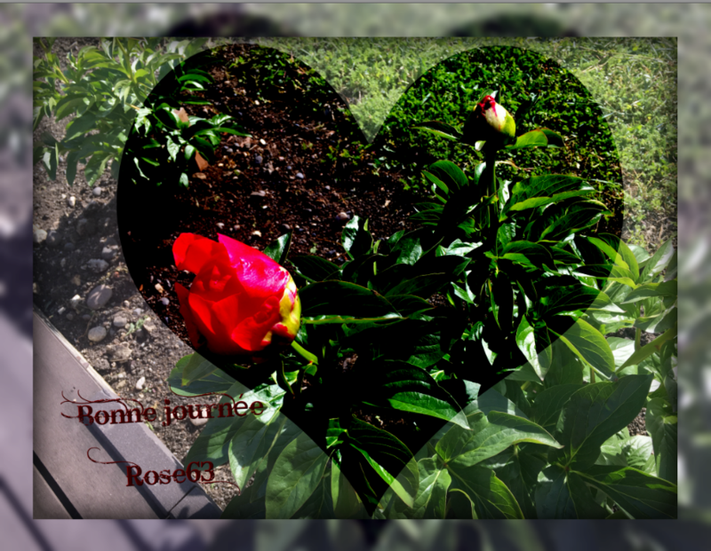mon jardin en mois de mai 2019 Rose63