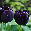 Tulipa 'paul scherer'
